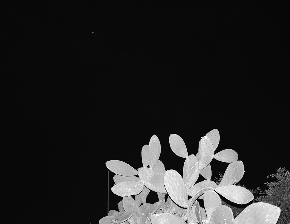 the feed — 10