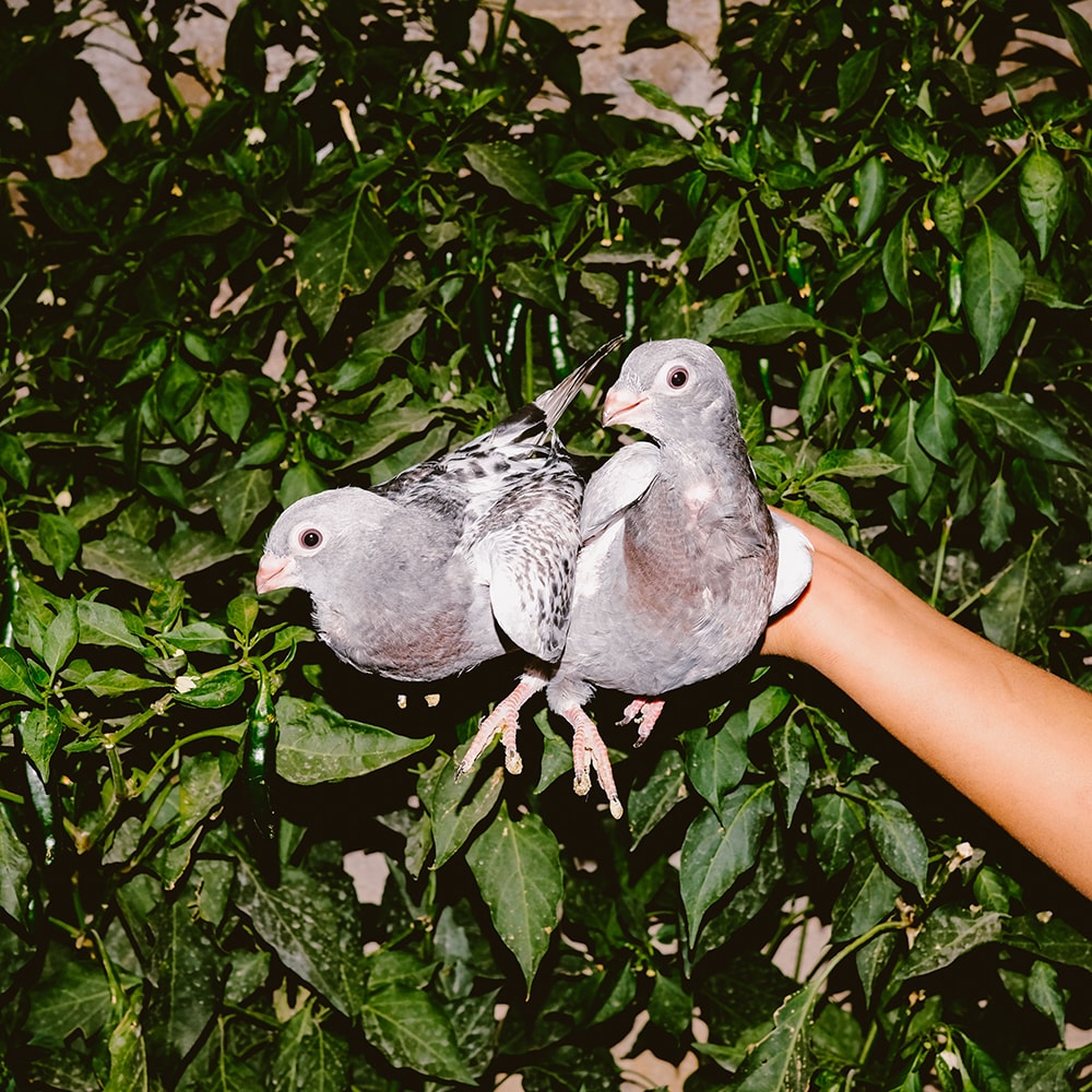 pigeons land — 2