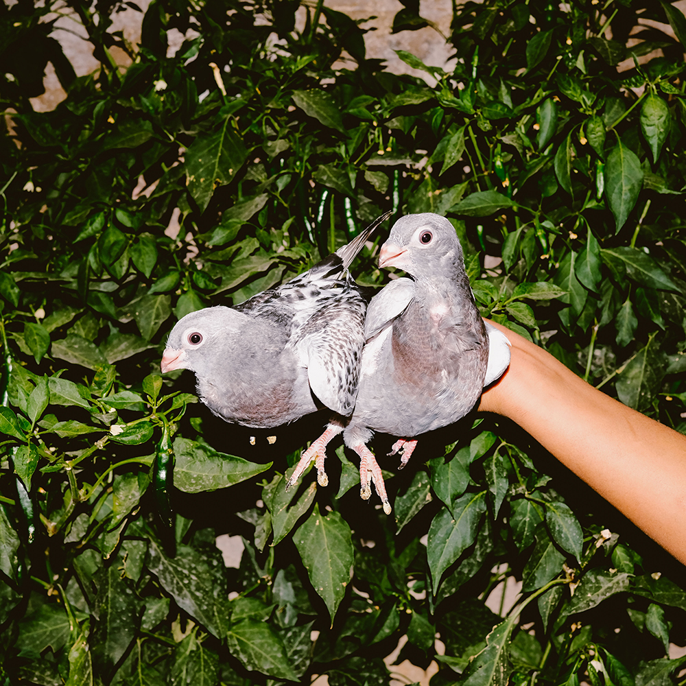 pigeons land