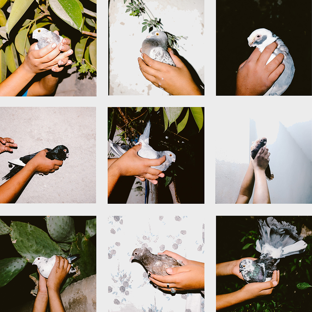 pigeons land