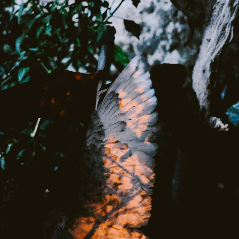pigeons land