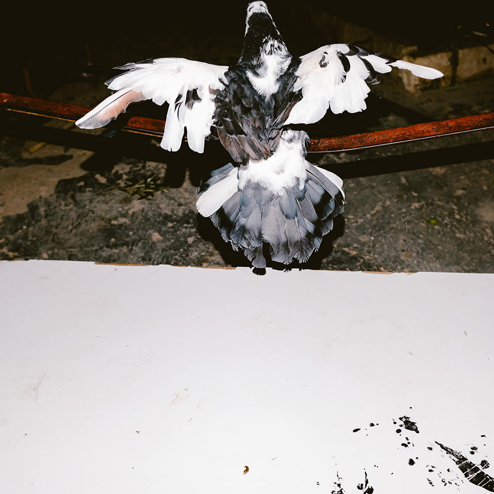 pigeons land