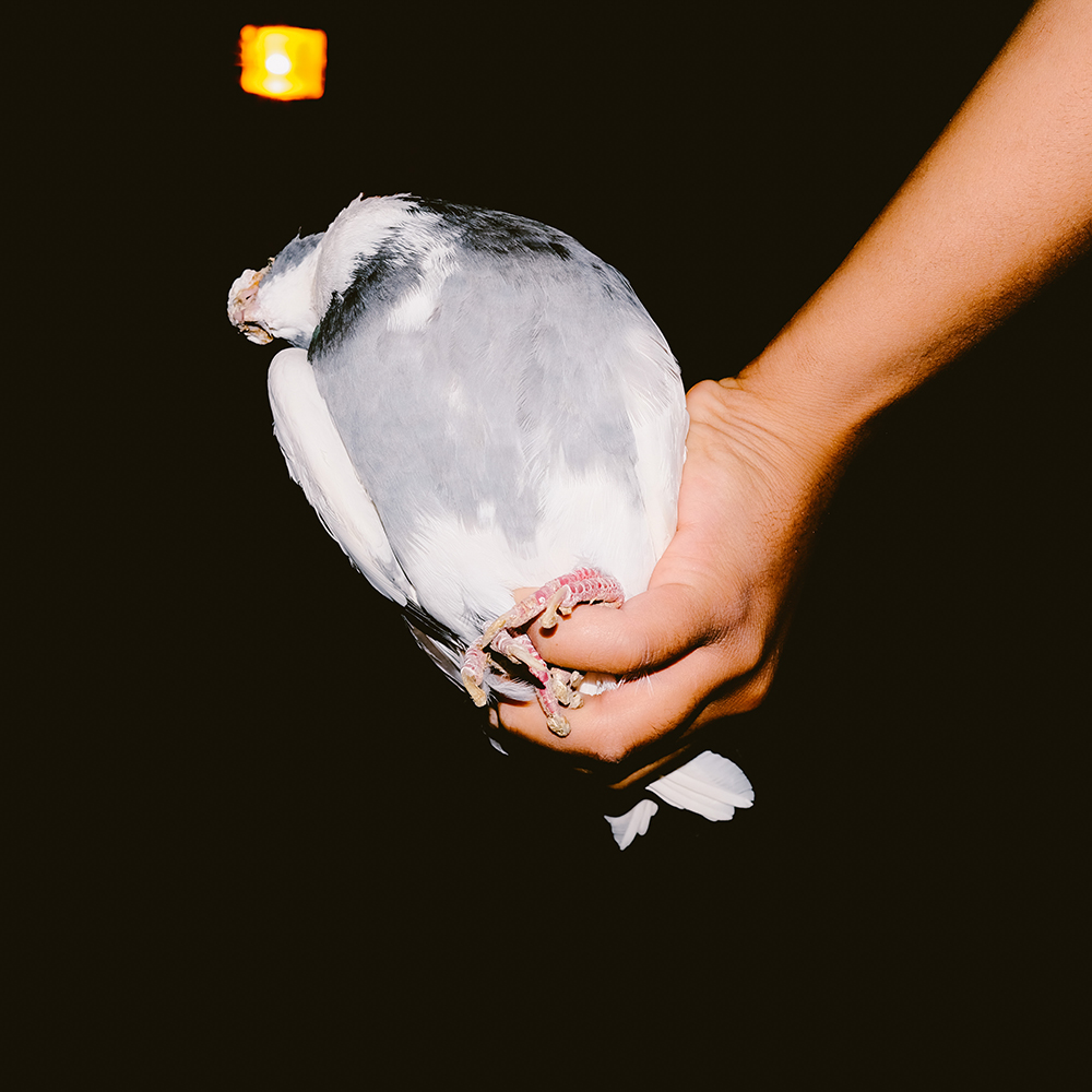 pigeons land