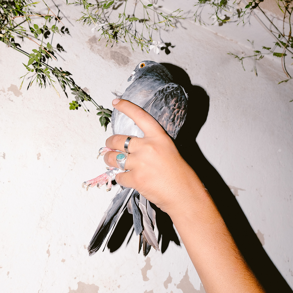 pigeons land