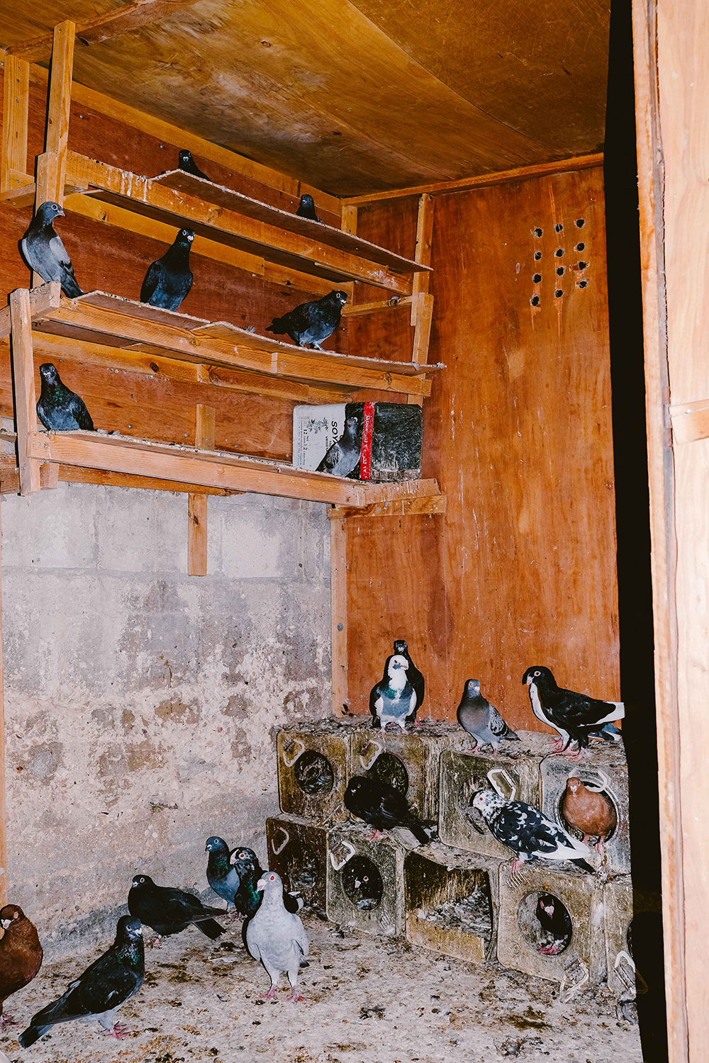 pigeons land